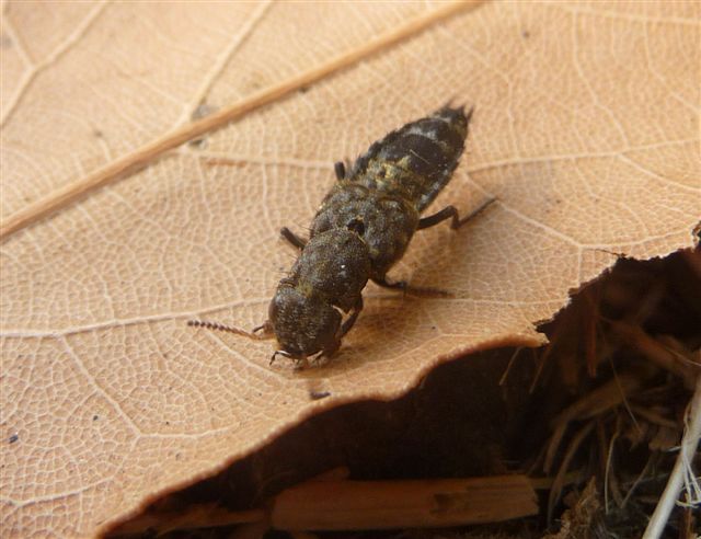 Ontholestes murinus (Staphylinidae)