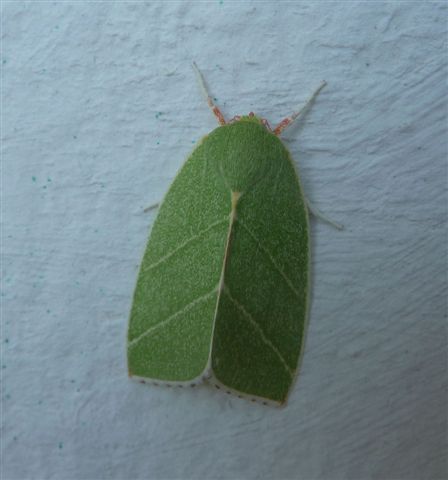 Bena bicolorana (Nolidae)