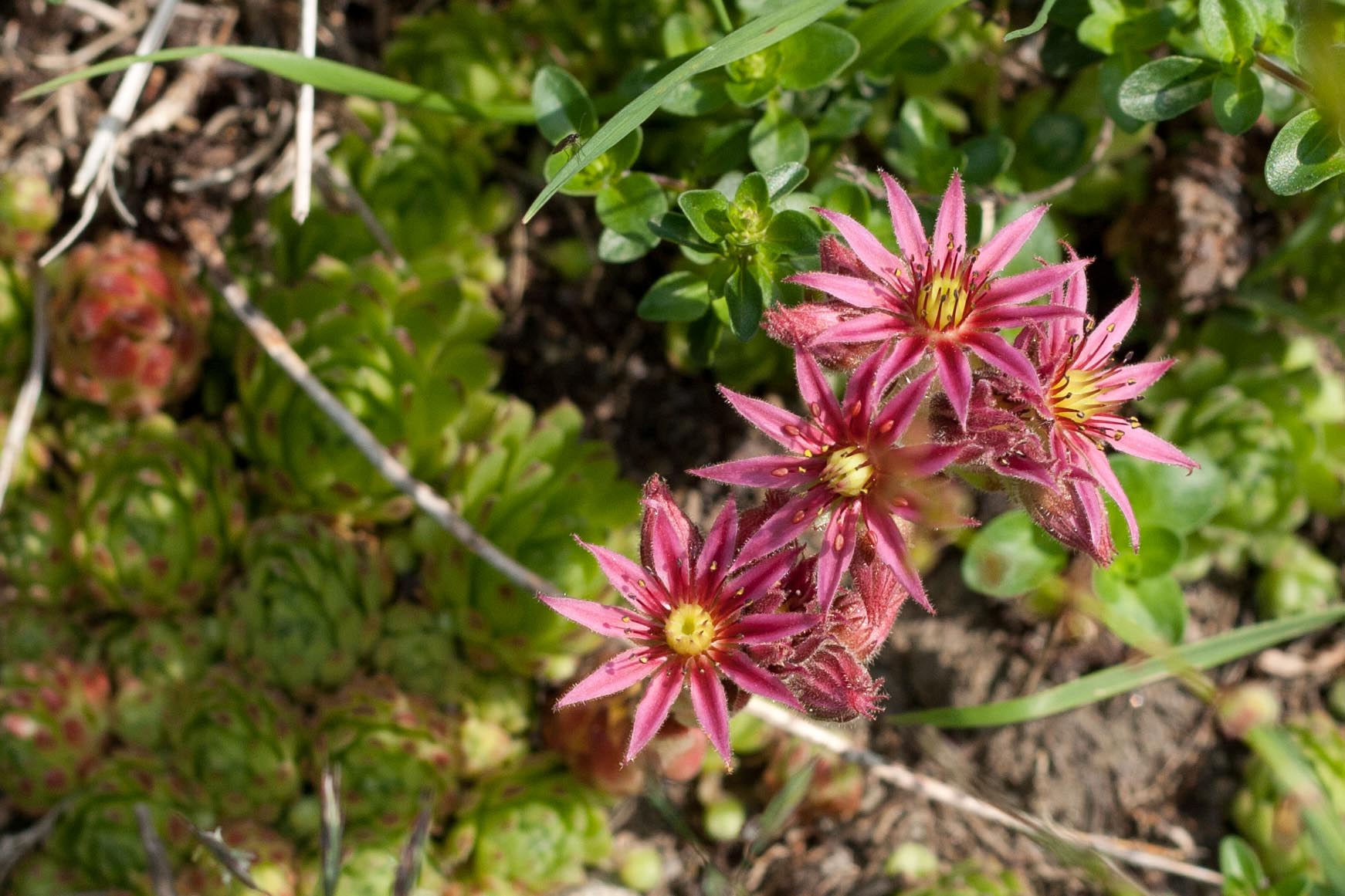 Sempervivum montanum