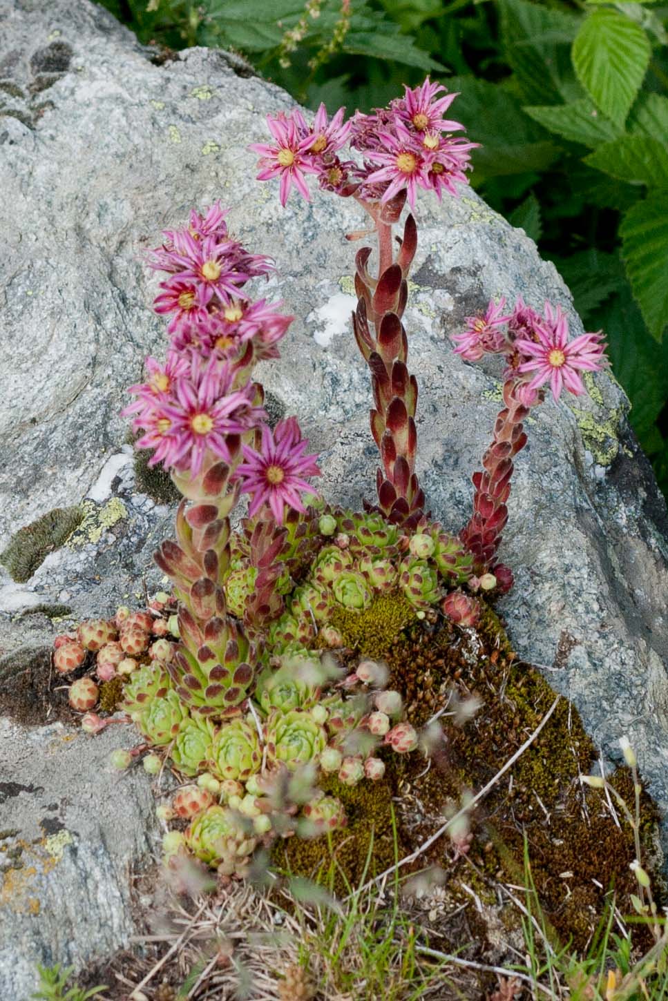 Sempervivum montanum