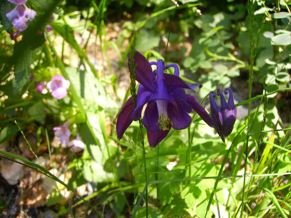 Aquilegia atrata