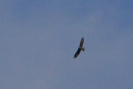 Aiuto identificazione (aquila)