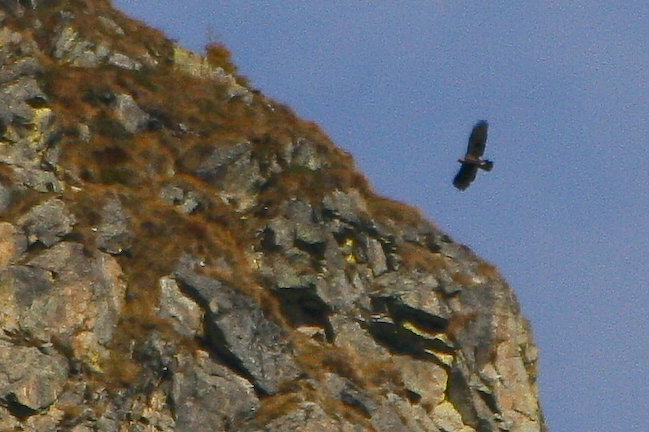 Aiuto identificazione (aquila)