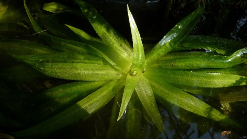 Stratiotes aloides in natura