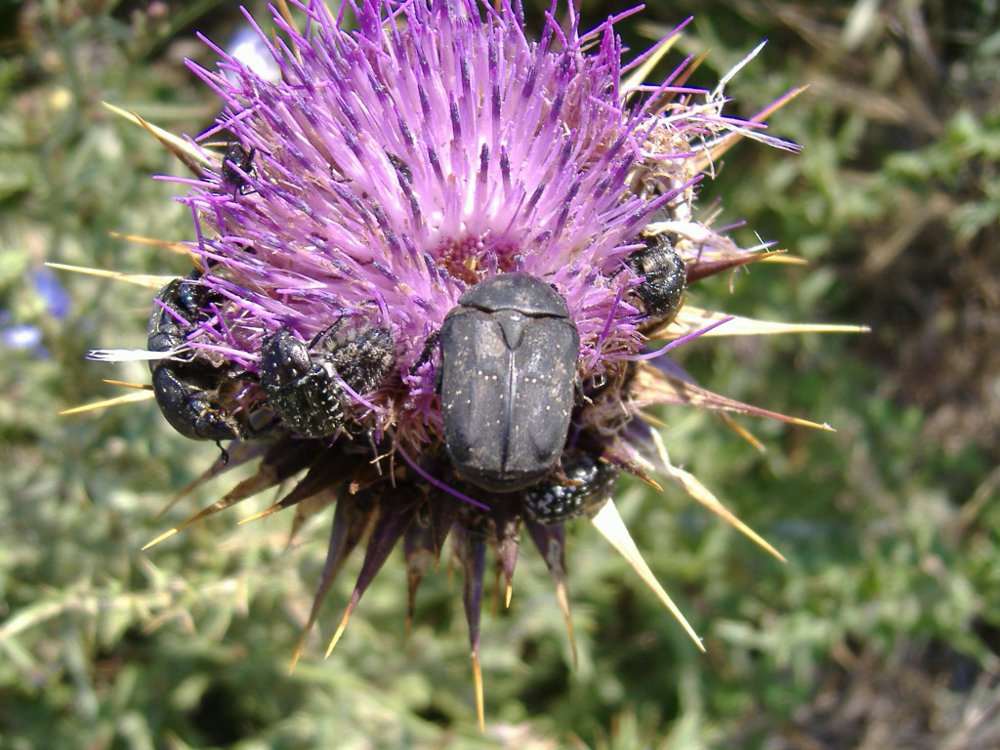 Cerambycidae, Melolonthidae, Chrysomelidae, Cetoniidae