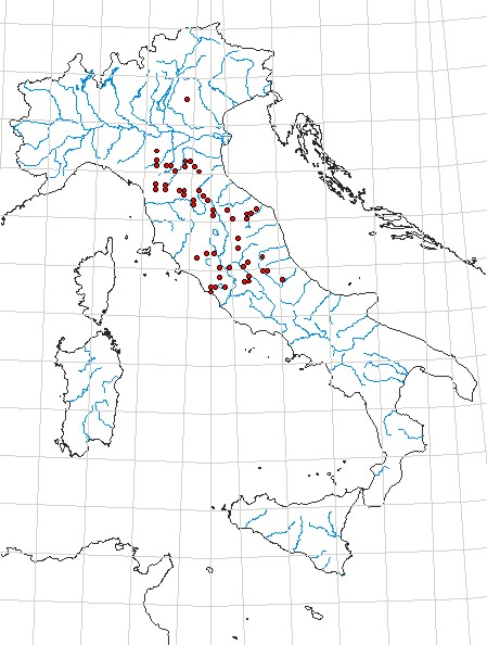 Osservata in una grotta del Ticino: Dolichopoda geniculata. Nuova per la Svizzera