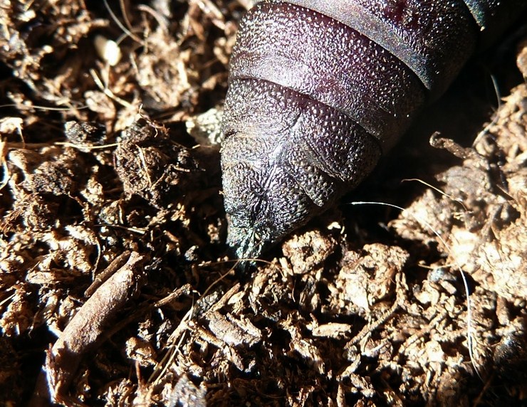 Piccolo problema con Mimas tiliae