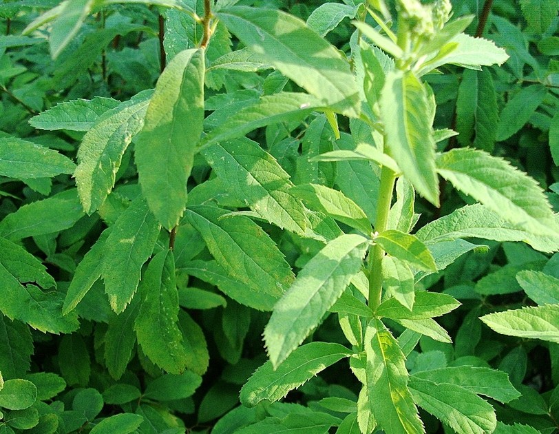 Spiraea salicifolia / Spirea a foglie di salice