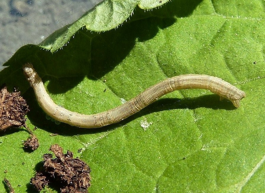 Bruco Geometride - Scopula sp.