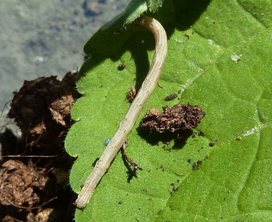 Bruco Geometride - Scopula sp.