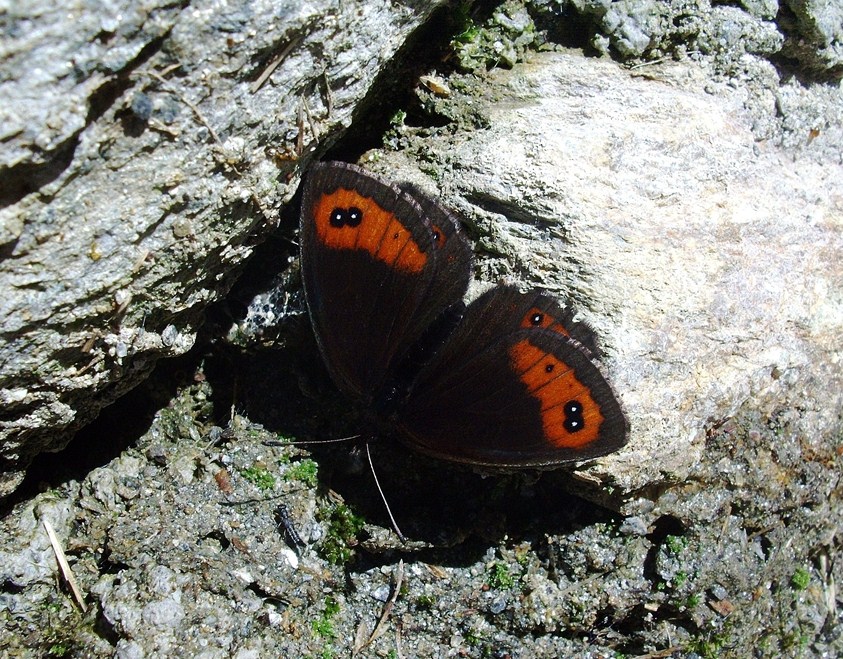 Farfalle di Valtellina, Valchiavenna, V.Poschiavo, Bregaglia