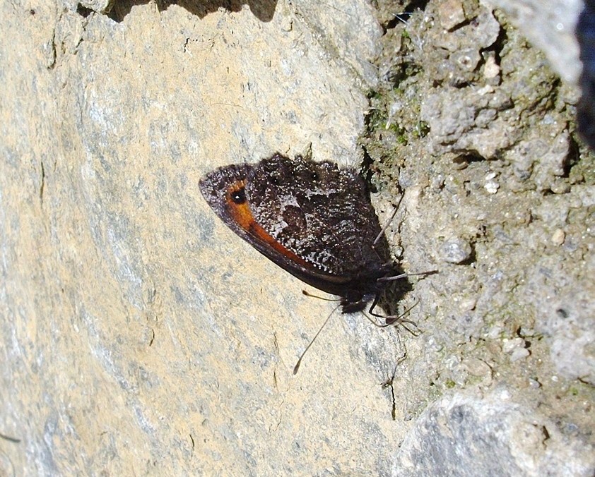 Farfalle di Valtellina, Valchiavenna, V.Poschiavo, Bregaglia