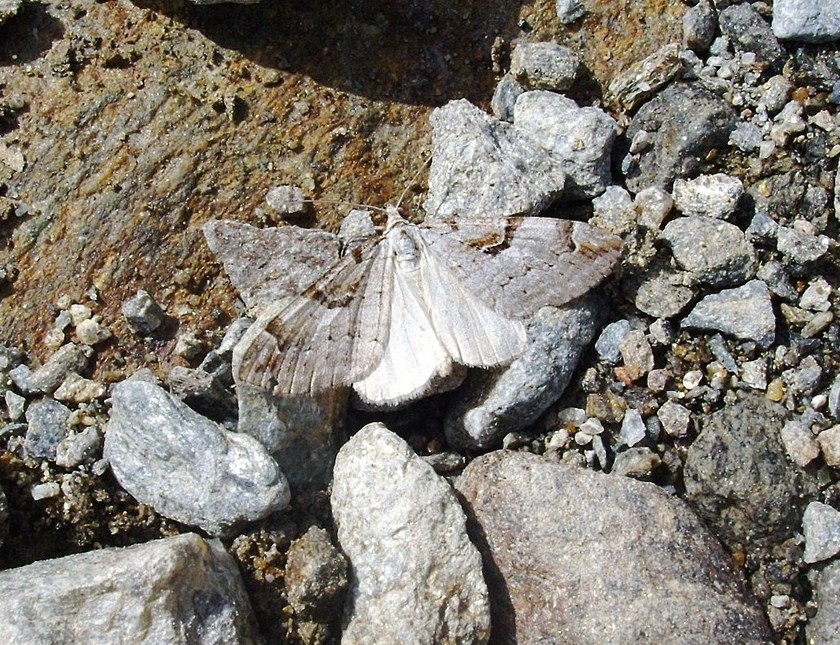 Geometride mimeticissimo (Aplocera praeformata?) - S