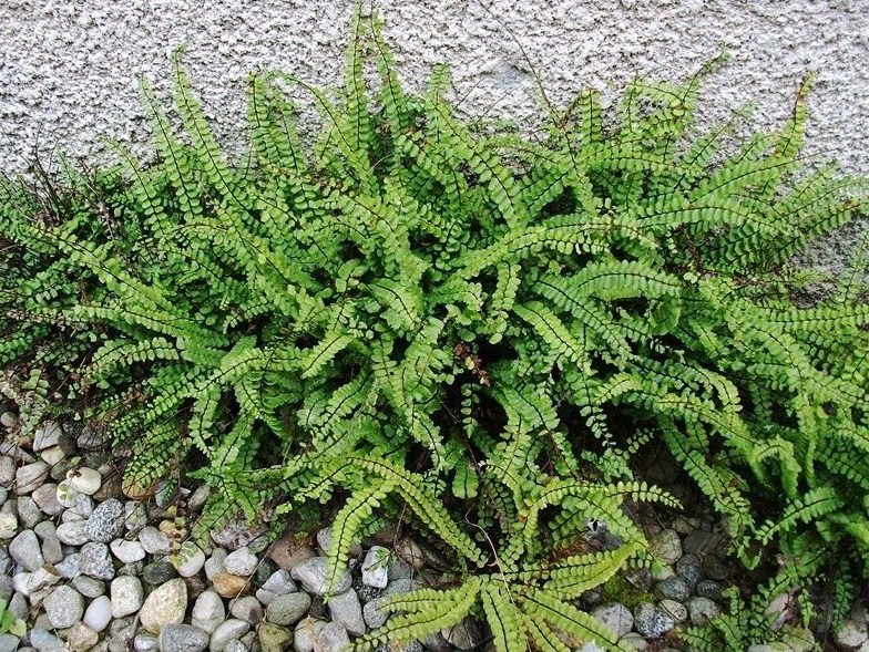 Asplenium trichomanes