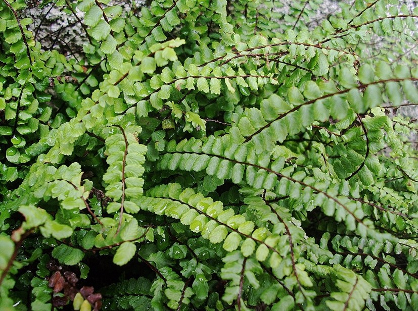 Asplenium trichomanes