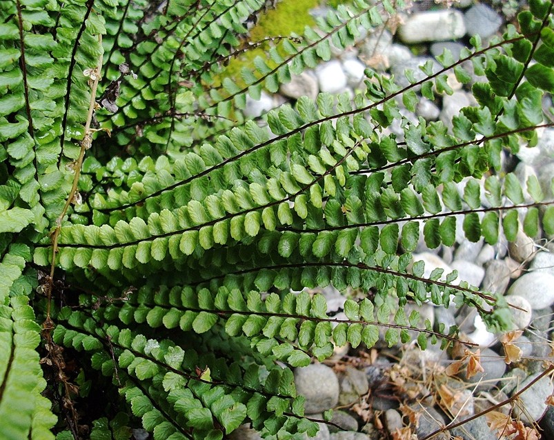 Asplenium trichomanes