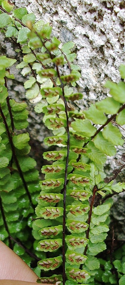 Asplenium trichomanes