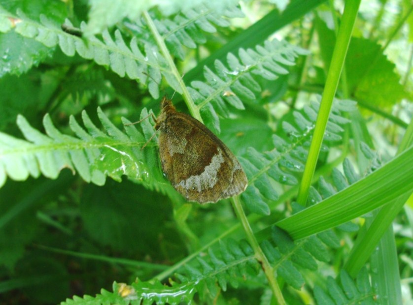 Farfalle di Valtellina, Valchiavenna, V.Poschiavo, Bregaglia