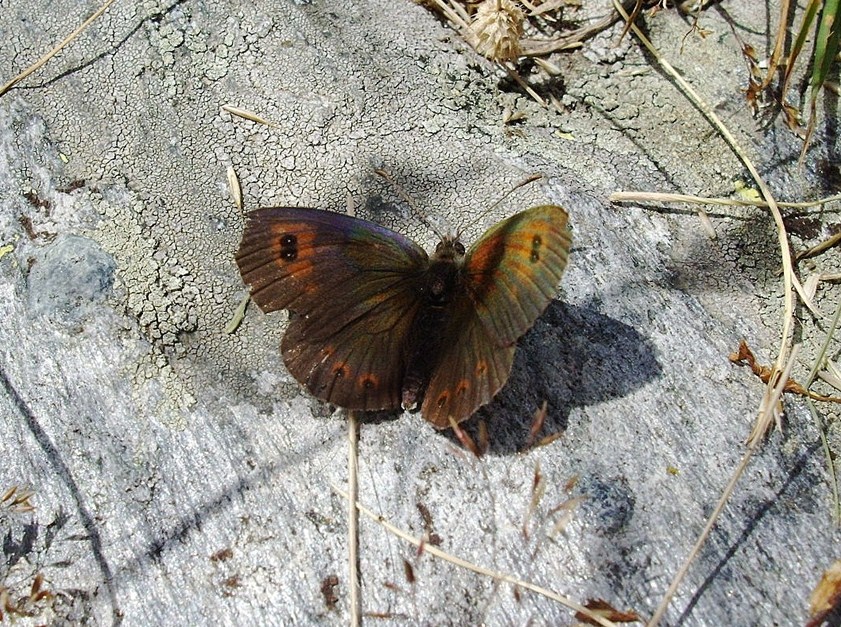 Farfalle di Valtellina, Valchiavenna, V.Poschiavo, Bregaglia