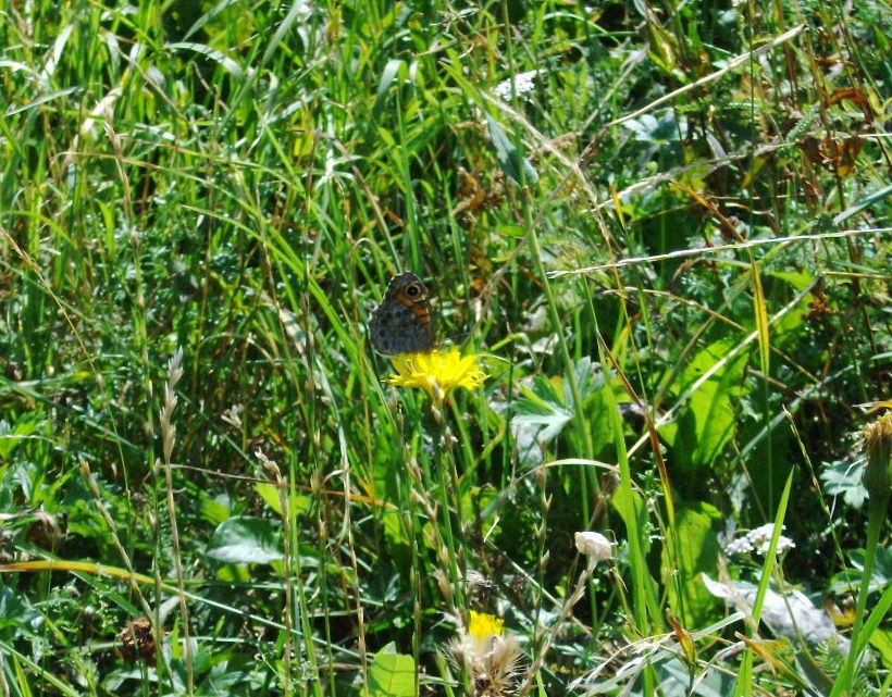 Farfalle di Valtellina, Valchiavenna, V.Poschiavo, Bregaglia