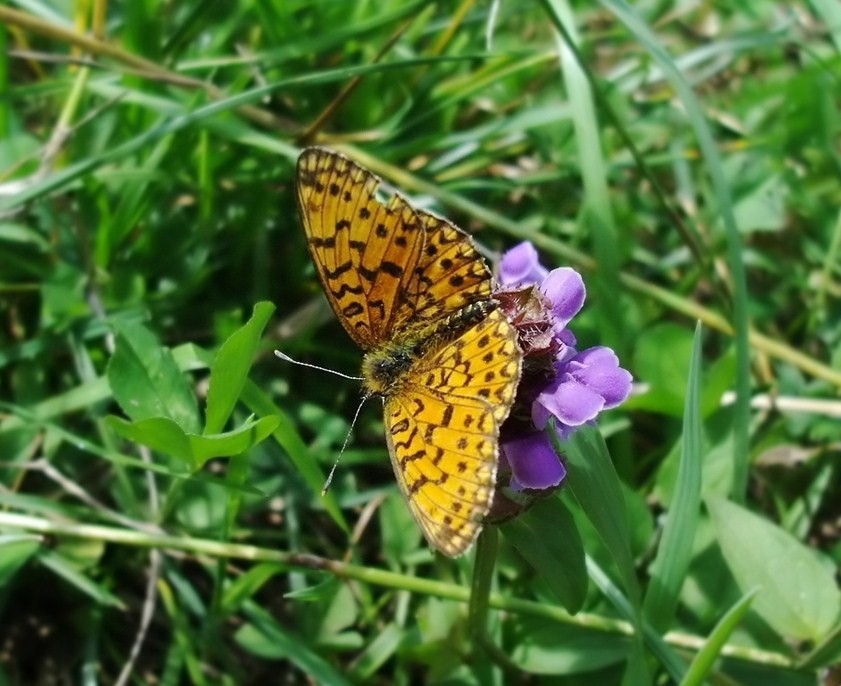 Farfalle di Valtellina, Valchiavenna, V.Poschiavo, Bregaglia