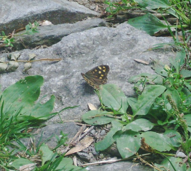 Farfalle di Valtellina, Valchiavenna, V.Poschiavo, Bregaglia