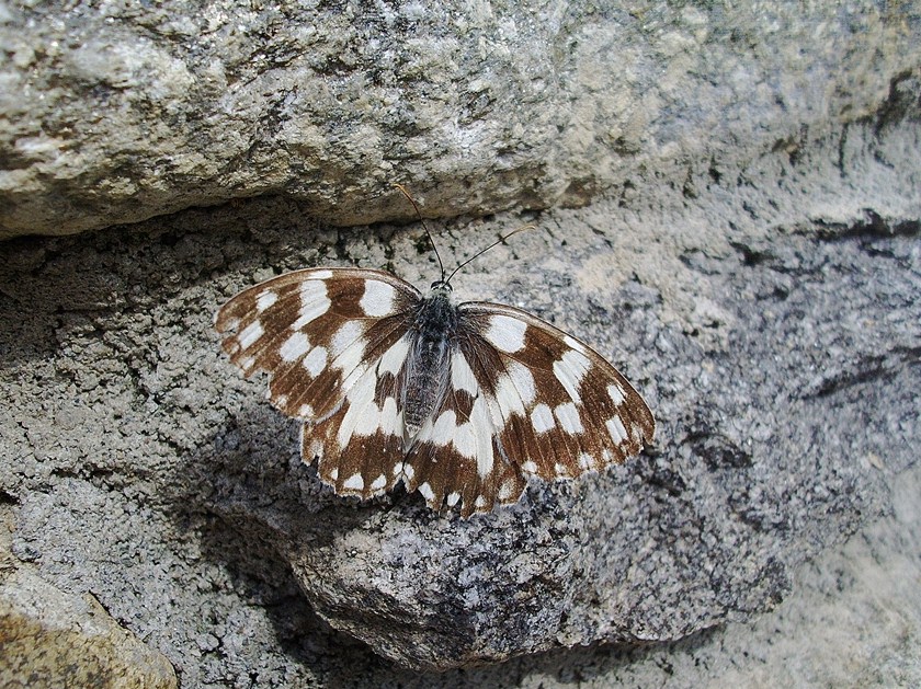 Farfalle di Valtellina, Valchiavenna, V.Poschiavo, Bregaglia