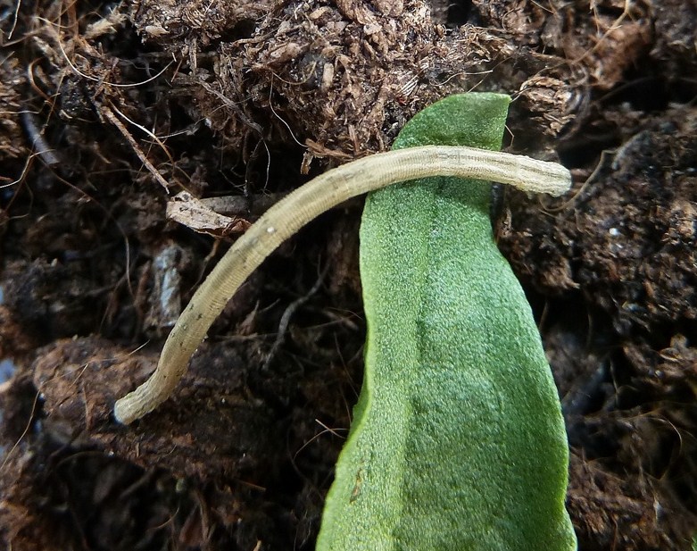 Bruco Geometride - Scopula sp.