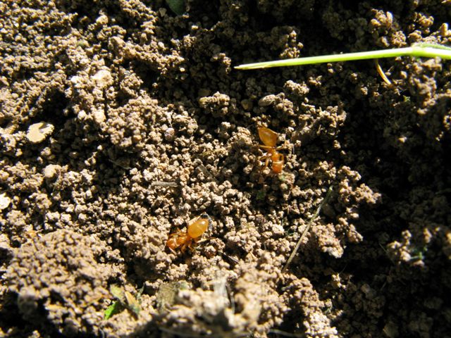 Formicaio di Lasius cfr flavus