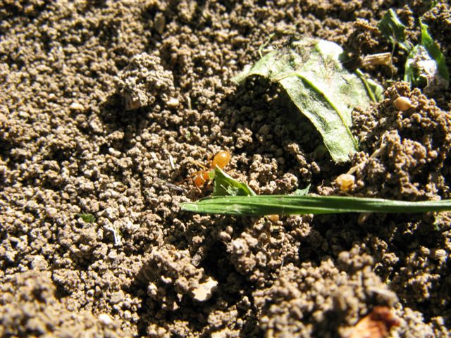 Formicaio di Lasius cfr flavus