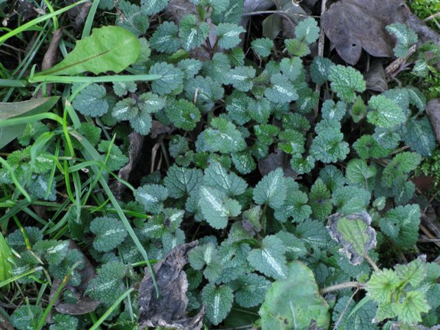 Lamium maculatum (e L. purpureum)