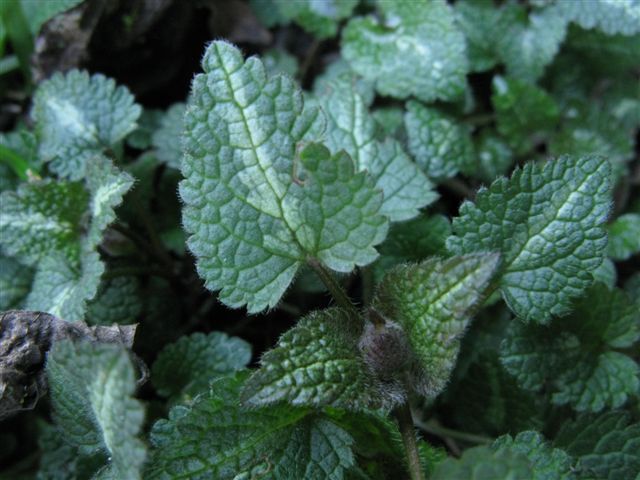 Lamium maculatum (e L. purpureum)