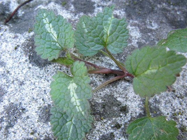 Lamium maculatum (e L. purpureum)