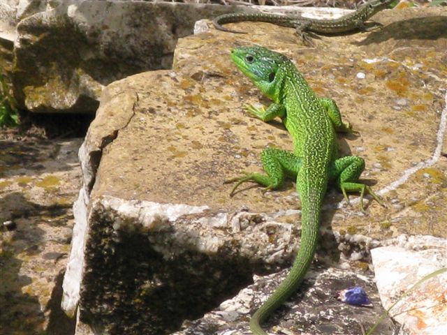 Lacerta bilineata e podacris ...?