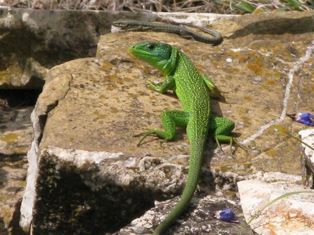 Lacerta bilineata e podacris ...?