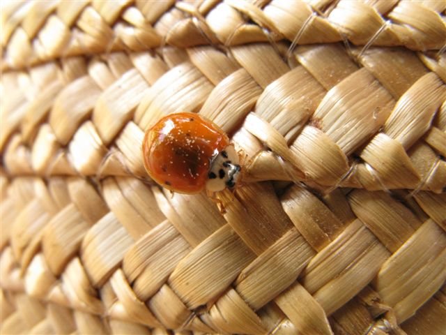 Coccinellidae