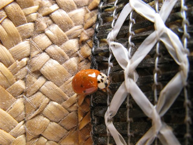 Coccinellidae