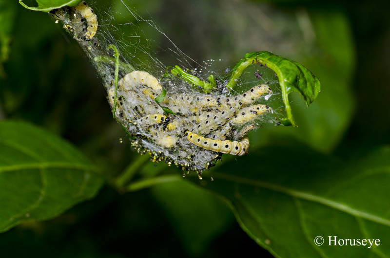 Larve di Yponeumetidae