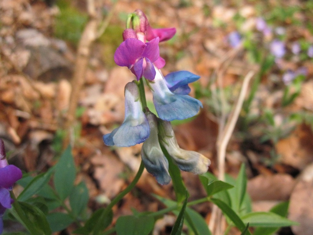 Lathyrus vernus