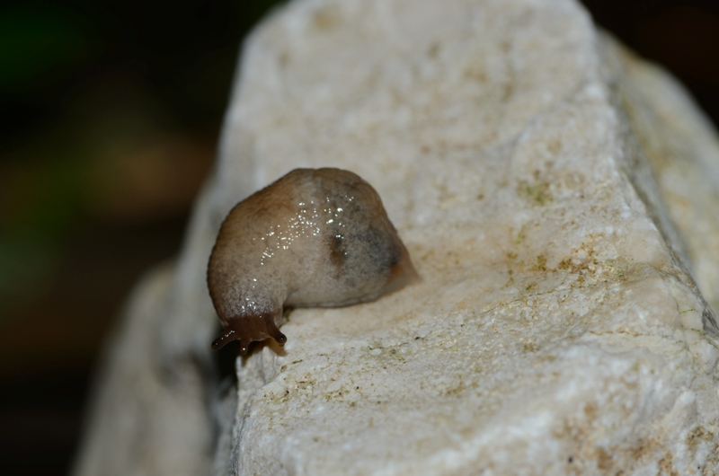 Matese - Richiesta identificazione: Deroceras