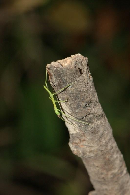 Neanide di insetto stecco