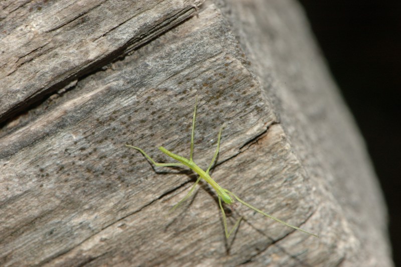 Neanide di insetto stecco