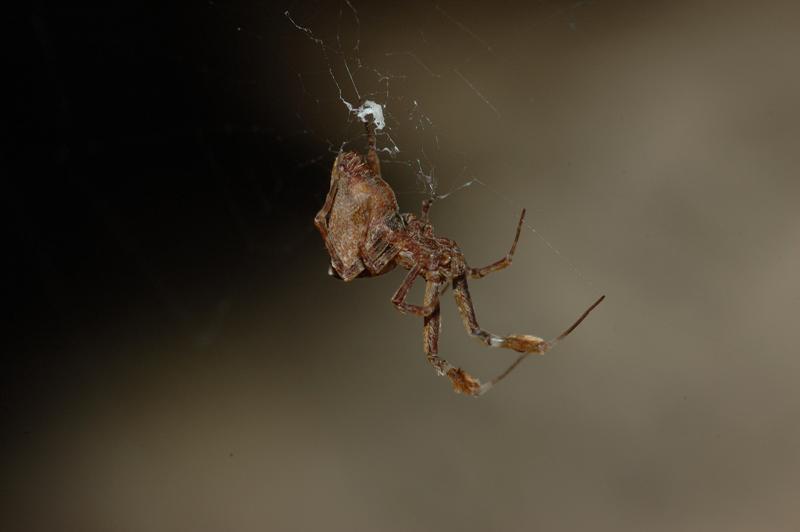 Uloborus plumipes