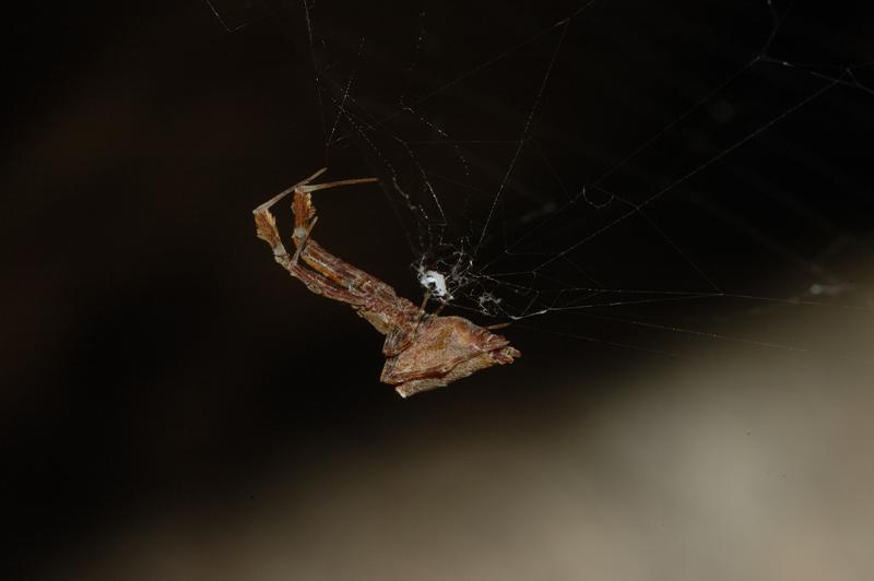 Uloborus plumipes