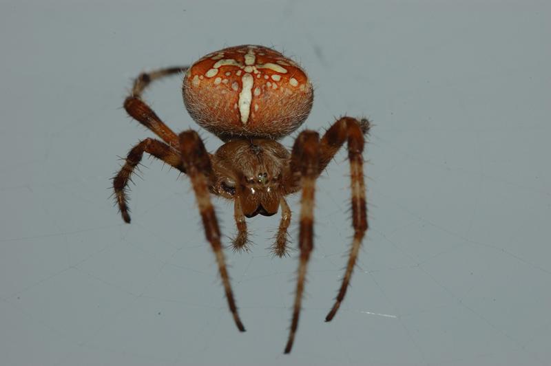 Araneus diadematus