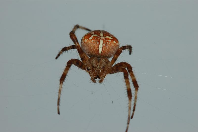 Araneus diadematus