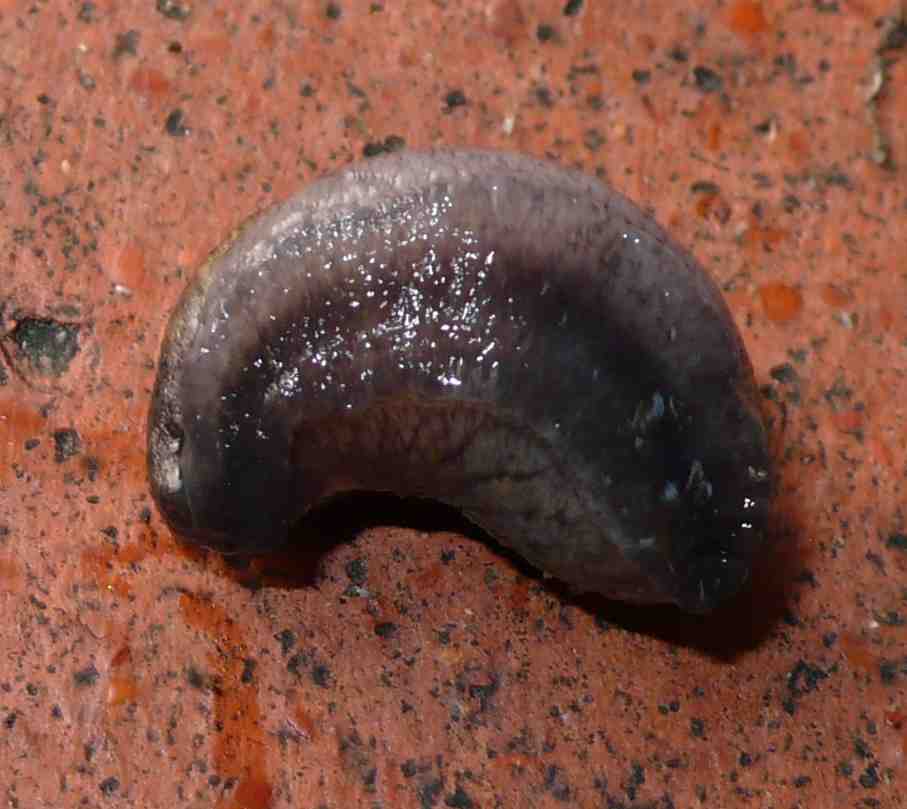 Tandonia budapestensis