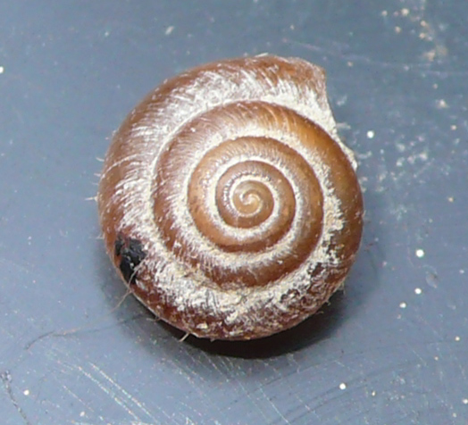 Piccole e pelose (Pseudotrichia rubiginosa)