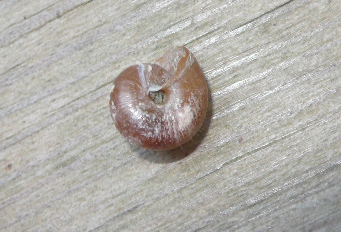 Piccole e pelose (Pseudotrichia rubiginosa)