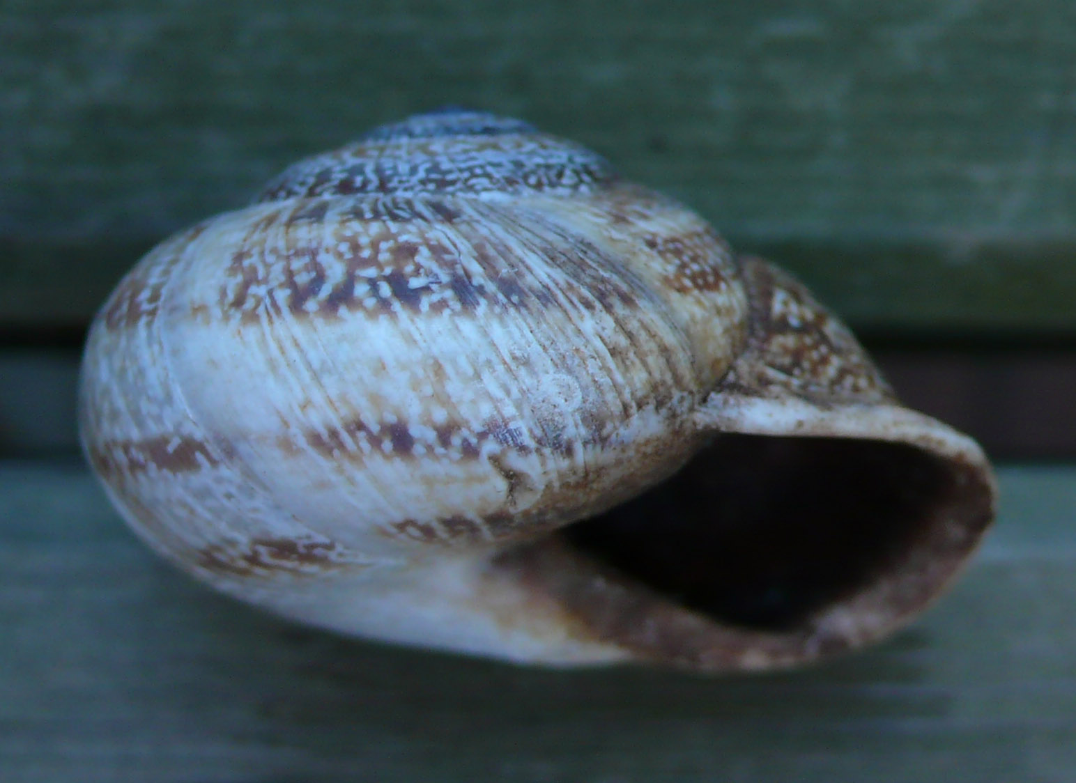 Caracoles d''Eivissa - Otala punctata